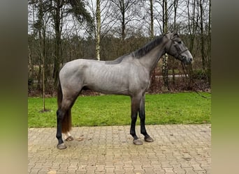 KWPN, Wallach, 4 Jahre, 172 cm, Schimmel, in Holten,