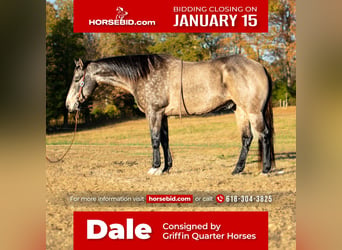 Quarter horse américain, Hongre, 12 Ans, 157 cm, Buckskin, in Greenville, KY,