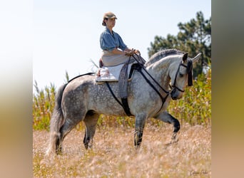 Lusitano, Ruin, 6 Jaar, 171 cm, Schimmel, in Pinhal da Nazaré,