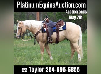 American Quarter Horse, Gelding, 5 years, 15 hh, Palomino, in Morgan MIll TX,