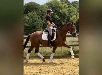 Mare 4 years