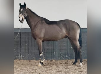 Irish sport horse, Ruin, 8 Jaar, 170 cm, Bruin, in Someren