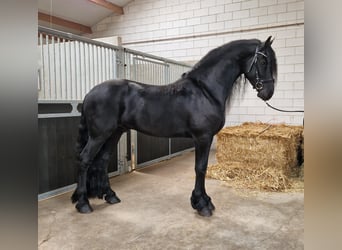 Fries paard, Hengst, 4 Jaar, 164 cm, Zwart, in Bladel,