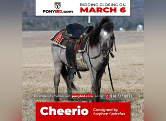 Plus de poneys/petits chevaux, Hongre, 5 Ans, 99 cm, in Rebersburg, PA,