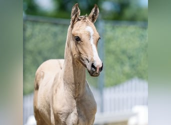 Deutsches Reitpony, Hengst, Fohlen (04/2026), Palomino, in Mnster-Handorf