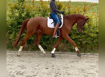 Hannover, Castrone, 5 Anni, 175 cm, Sauro, in Westerkappeln