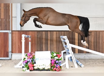 Zangersheide, Caballo castrado, 4 años, 168 cm, Castaño rojizo, in Zelle,