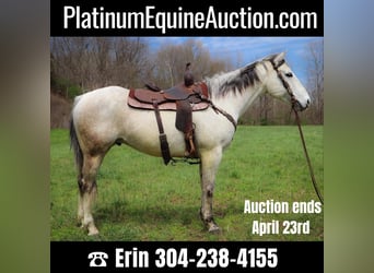 Quarter horse américain, Hongre, 12 Ans, 152 cm, Gris, in Hillsboro KY,