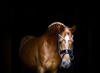 German Riding Pony, Gelding, 8 years, 14.1 hh, Chestnut-Red, in Recke, bei Osnabrück,