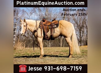 Quarter horse américain, Hongre, 10 Ans, 152 cm, Palomino, in Santa Fe, TN,