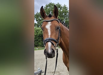 Mare 5 years