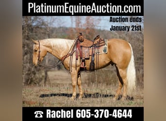 Quarter horse américain, Hongre, 6 Ans, 157 cm, Palomino, in Rusk TX,