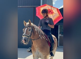 Haflinger, Wallach, 16 Jahre, 152 cm, Fuchs, in KALDENKIRCHEN