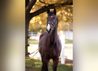 Mare 13 years