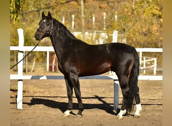 Cheval de sport allemand, Étalon, 5 Ans, 165 cm, Bai, in Békéscsaba