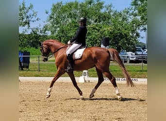Caballo castrado 11 años