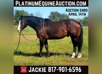 Quarter horse américain, Hongre, 13 Ans, 155 cm, Bai cerise, in WEATHERFORD, TX,