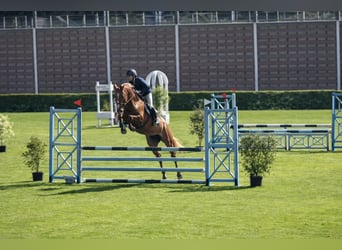 Selle Français, Jument, 7 Ans, 165 cm, Alezan brûlé, in La Baule-Escoublac