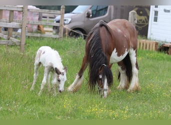 Tinker, Merrie, 8 Jaar, 127 cm, Gevlekt-paard, in Pepingen
