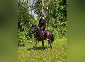 Welsh-B Mix, Stute, 5 Jahre, 128 cm, Rappe, in Bad Camberg,