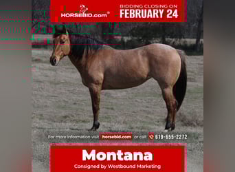 American Quarter Horse, Stute, 10 Jahre, 150 cm, in Carthage, TX,