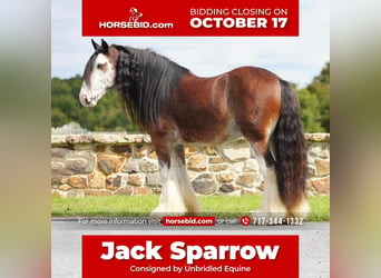 Gypsy Horse, Gelding, 10 years, in Millerstown, PA,