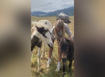 Mädchen mit viel Reiterfahrung sucht eine Reitbeteiligung 