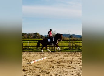 Oldenburgo, Caballo castrado, 6 años, 169 cm, Castaño claro, in La Bisbal D'Emporda