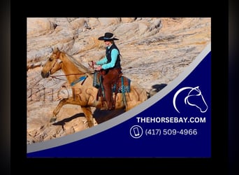 Kentucky Mountain Saddle Horse, Hongre, 12 Ans, 157 cm, Palomino, in Fort Collins, CO,