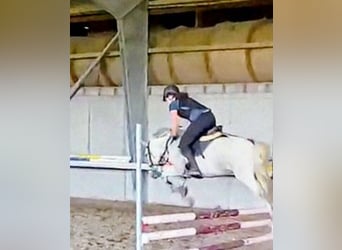 Reitbeteiligung in Berlin gesucht 