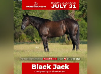Quarter horse américain, Hongre, 6 Ans, 152 cm, Noir, in Weatherford, TX,