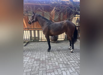 Hannoveraner, Stute, 4 Jahre, 164 cm, Brauner, in Zell am Moos