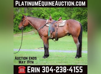 American Quarter Horse, Wallach, 5 Jahre, 157 cm, Roan-Bay, in Flemingsburg KY,