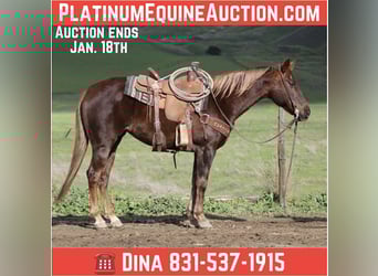 American Quarter Horse, Mare, 8 years, 14,3 hh, Chestnut, in Paicines CA