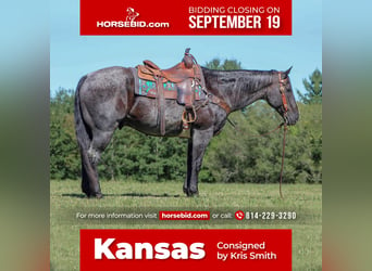 Quarter horse américain, Hongre, 13 Ans, 152 cm, Rouan Bleu, in Clarion, PA,