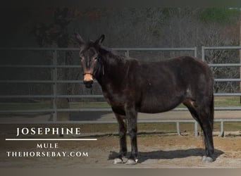 Josephine
