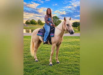 American Quarter Horse, Mare, 2 years, 14 hh, Palomino, in Stillwater