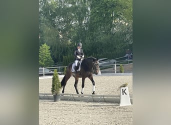Gelding 5 years