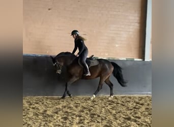 KWPN, Klacz, 7 lat, 159 cm, Ciemnogniada, in Windhagen