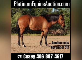 Quarter horse américain, Hongre, 7 Ans, 152 cm, Isabelle, in Graham TX,