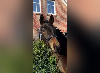 Oldenburg, Mare, 6 years, 16.1 hh, Brown, in Molbergen,