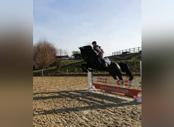 Mare 5 years