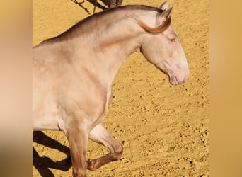 PRE, Stallion, 7 years, 16.3 hh, Perlino, in La Puebla Del Rio,
