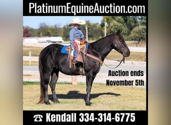 Quarter horse américain, Hongre, 7 Ans, 142 cm, Noir, in Huntland TN,