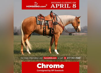Quarter horse américain, Hongre, 5 Ans, 150 cm, Palomino, in Buffalo,