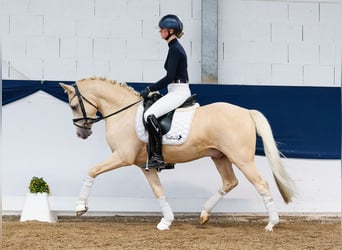 Pony tedesco, Castrone, 4 Anni, 146 cm, Palomino, in Marsberg