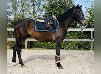 Plus de poneys/petits chevaux, Hongre, 5 Ans, 147 cm, Rouan Bleu, in Steimel,