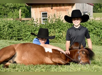 Mini Shetland Pony, Wallach, 5 Jahre, 94 cm, Schecke, in Fresno, Oh