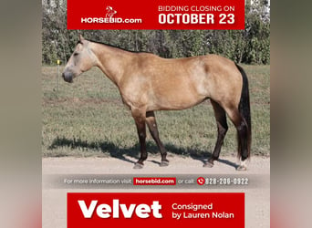 American Quarter Horse, Mare, 10 years, 14.3 hh, Buckskin, in Wichita,