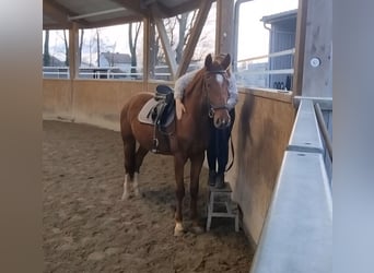 Oldenburger, Ruin, 3 Jaar, 170 cm, Vos, in Neupotz